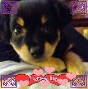 Meet your Posher, Janet